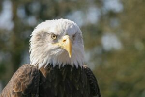 7 Most Powerful Spirit Animals and Their Hidden Symbolic Meanings Explained