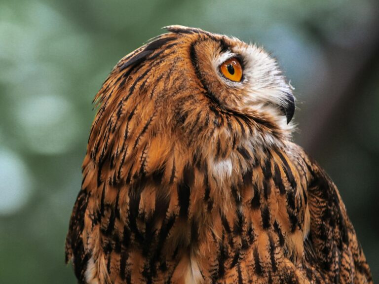 Owl Spirit Animal Meaning: Wisdom, Intuition, and Shadow Work Guide