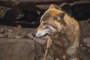 How to Find Your Spirit Animal: 5 Beginner Methods That Actually Work