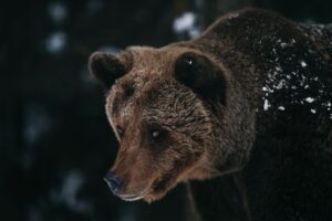 Bear Spirit Animal Meaning: Strength, Grounding, and Introspection for Beginners