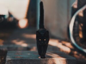 Black Cats Aren't Bad Luck: Debunking 5 Animal Symbolism Superstitions
