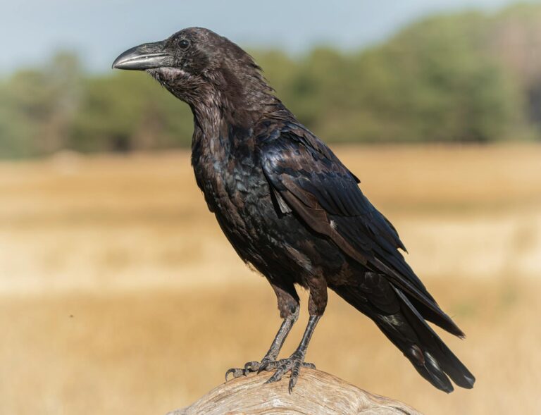 Raven Spirit Animal Meaning: Magic, Mystery, and Transformation Explained