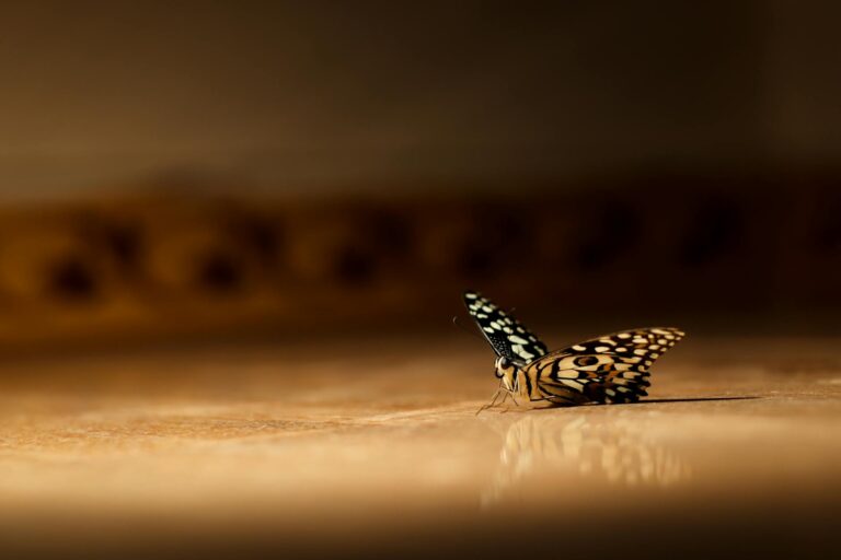 Butterfly to Bear: 15 Spirit Animals for Beginners and Their Core Life Lessons