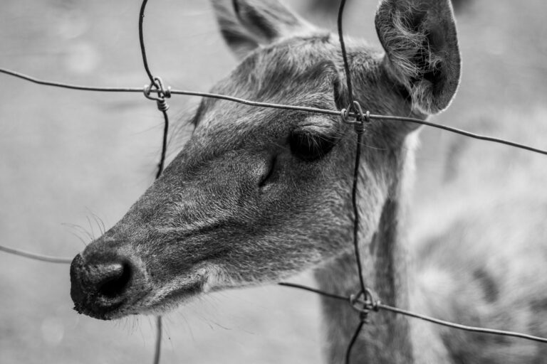 How Three Women Used Deer Symbolism to Overcome Anxiety: A Case Study