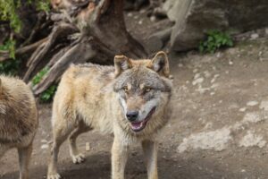 Wolf Totem Integration: Case Study of a Corporate Leader's Transformation