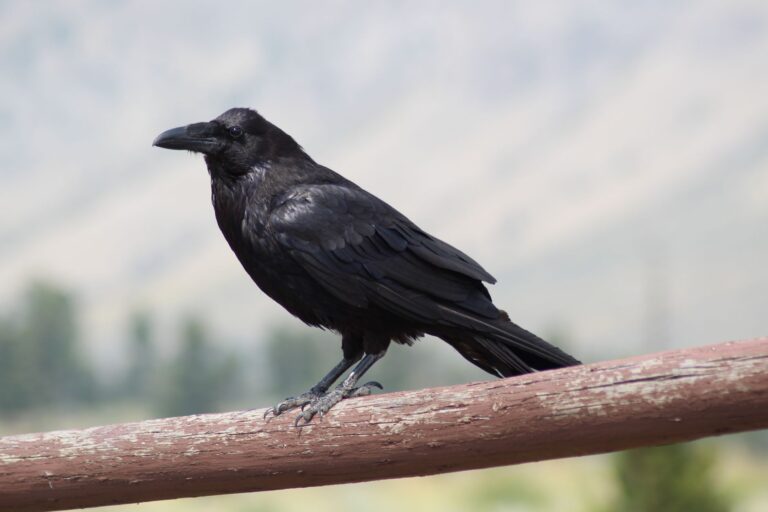 Raven Spirit Animal in Indigenous vs Western Practice: Two Culture Comparison