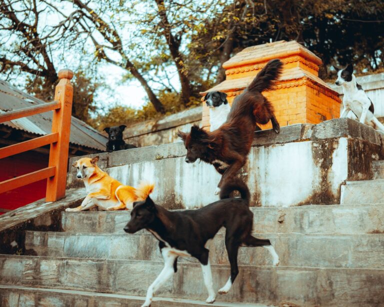 Setting Up Dog Behavior Body Language : Step-by-step Without the Headaches - AnimalSoulDecoder