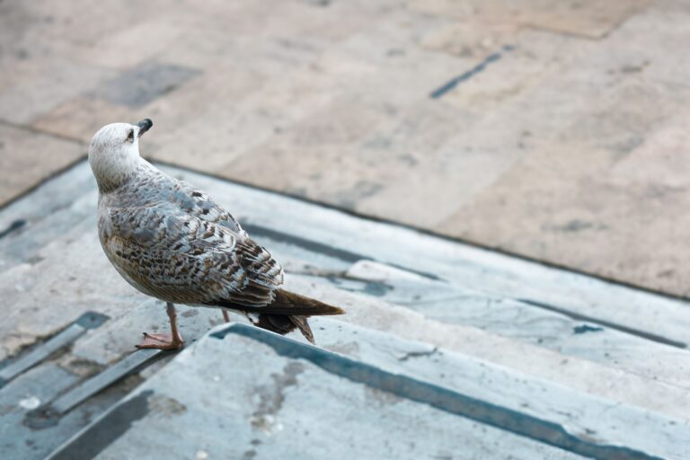 Bird Symbolism In Dreams: Step-by-step Done Right: Practical Walkthrough (2026) - AnimalSoulDecoder
