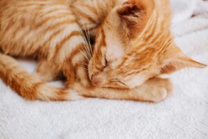 Setting Up Why Do Cats Purr When You Pet Them: Step-by-step Without the Headaches