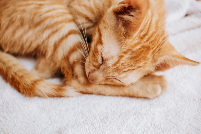 Setting Up Why Do Cats Purr When You Pet Them: Step-by-step Without the Headaches - AnimalSoulDecoder