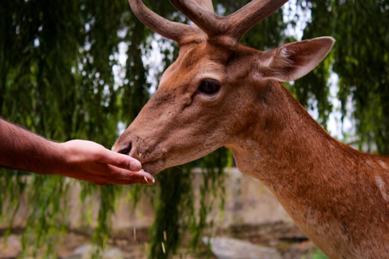 Animal Spirit Correspondences: Unlocking Spiritual Messages Through Animal Encounters - AnimalSoulDecoder
