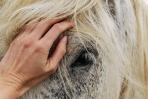 Animal Spirit Correspondences: A Complete Guide to Understanding Sacred Animal Connections