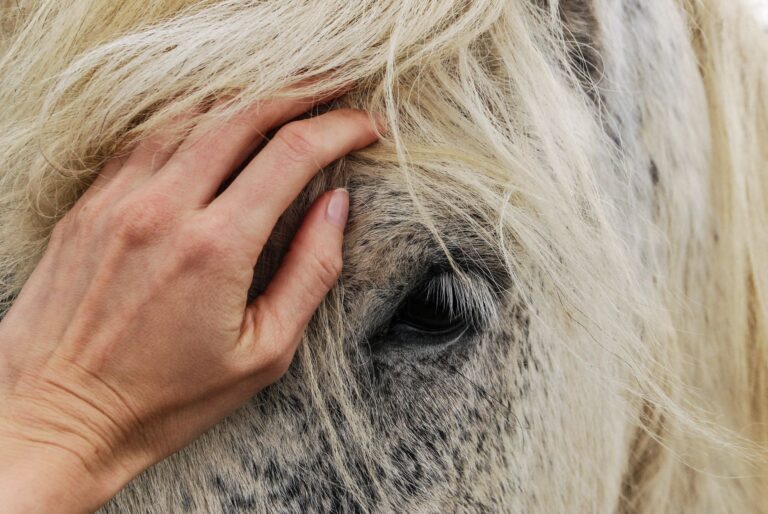Animal Spirit Correspondences: A Complete Guide to Understanding Sacred Animal Connections - AnimalSoulDecoder