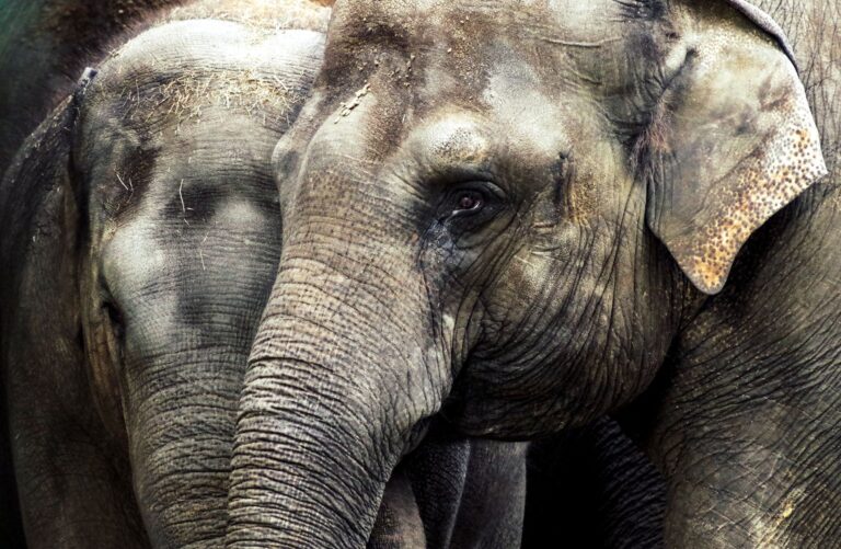 Animal Soul Correspondences: Unlocking Spiritual Messages from Wildlife Encounters - AnimalSoulDecoder