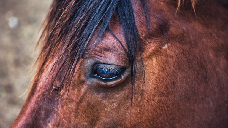 Animal Soul Decoder: Master the Sacred Correspondences Between Animals and Spiritual Meaning - AnimalSoulDecoder