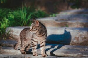 🐾 Animal Spirit Guidance Spell: A Step-by-Step Ritual to Receive Clear Messages from Your Power Animal