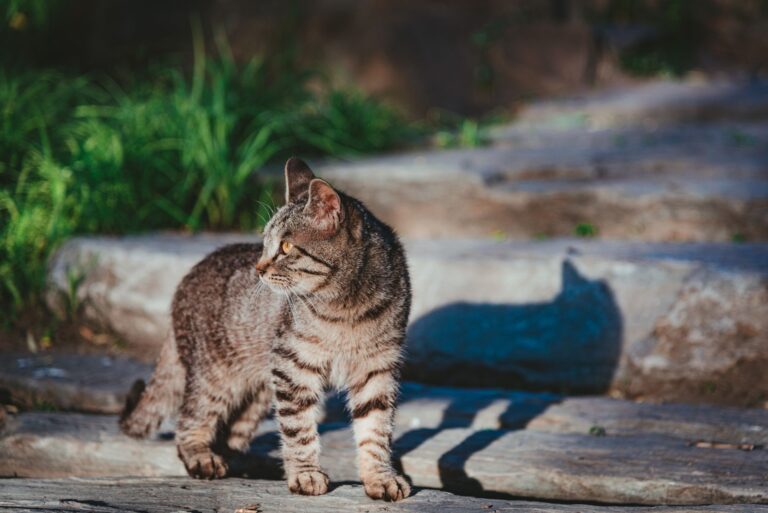 🐾 Animal Spirit Guidance Spell: A Step-by-Step Ritual to Receive Clear Messages from Your Power Animal - AnimalSoulDecoder