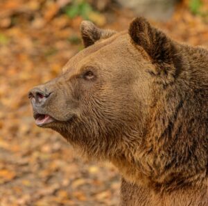 Decoding Animal Correspondences: How to Map Spirit Animals, Totems, and Power Beasts to Your Intentions