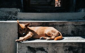 🌿 Moonlit Manifestation: A Step-by-Step Spell for Animal Connection & Protection