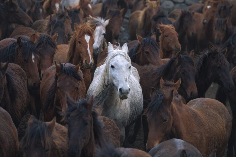 Animal Symbolism in Dreams: What 12 Common Animals Mean for Your Spiritual Path