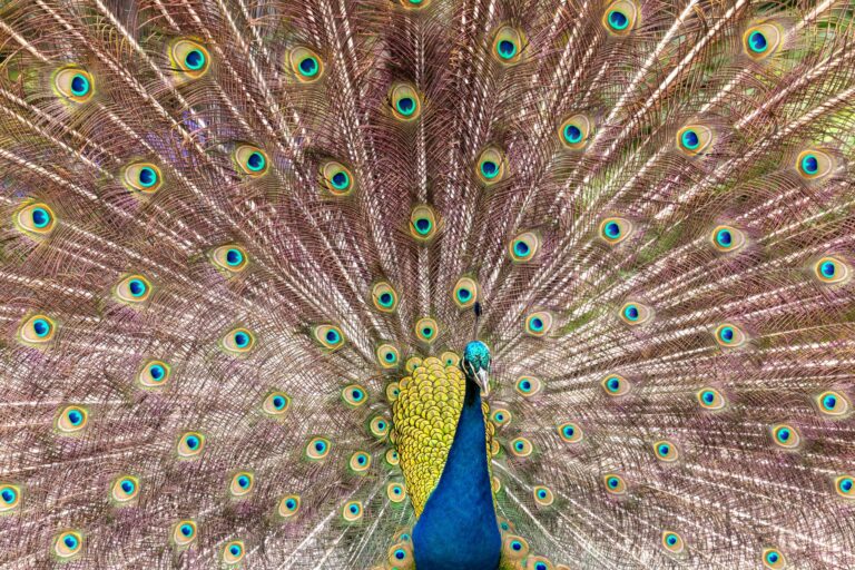 Decode Animal Symbolism in Your Life: 10-Step Process for Interpreting Nature Signs