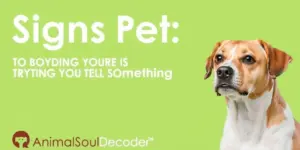Signs Your Pet Is Trying To Tell You Something