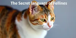 The Secret Language of Felines: Uncovering the cat slow blink meaning