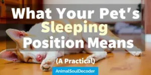 What Your Pet's Sleeping Position Means: A Practical Look (2026)