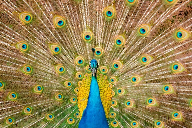 Animal Spirit Correspondences: Unlocking Deeper Meaning in Animal Symbolism - AnimalSoulDecoder