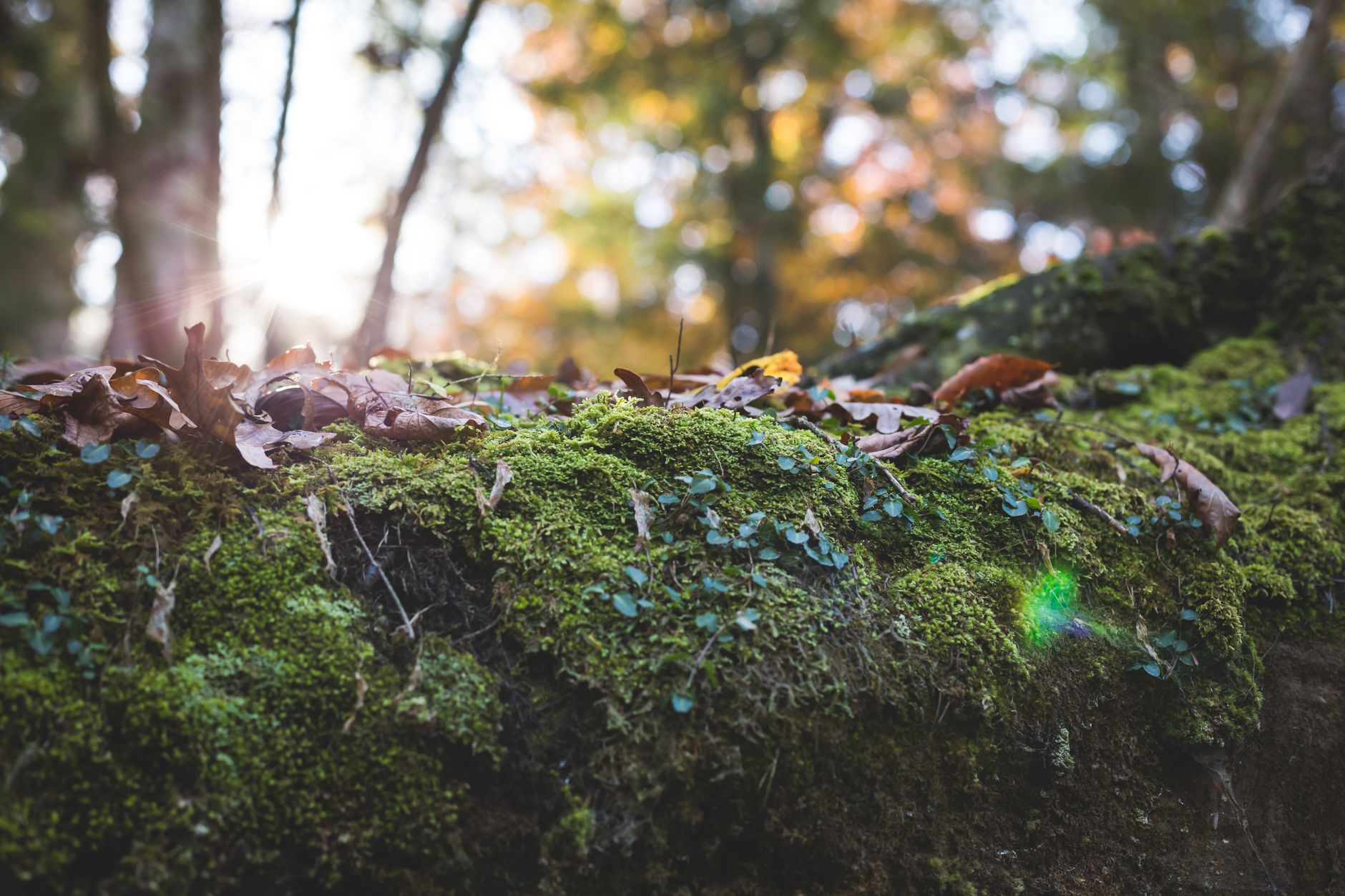 The Greater Sabbats: Sun's Turning Points — Pagan Wheel of the Year: Festivals & Cycles