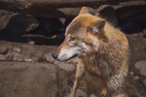 Spirit Animal Encounters: Decoding Nature's Messages