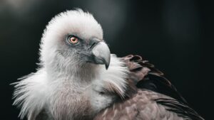 7 Most Powerful Spirit Animals and Their Hidden Spiritual Meanings Explained