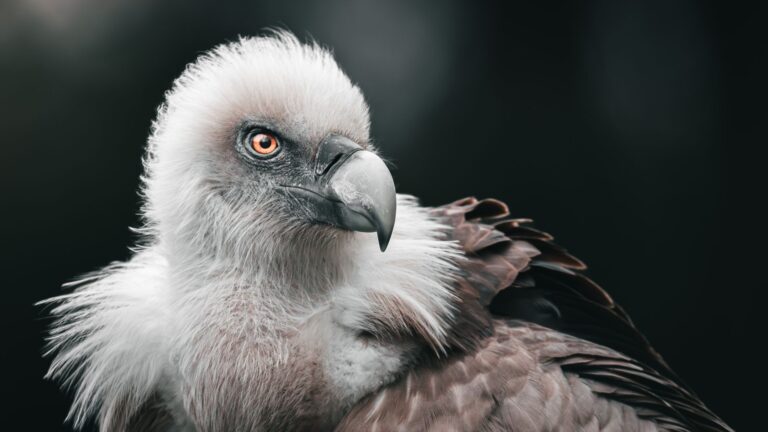 7 Most Powerful Spirit Animals and Their Hidden Spiritual Meanings Explained - AnimalSoulDecoder