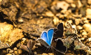 Butterfly Color Meanings: What Different Colored Butterflies Symbolize Spiritually