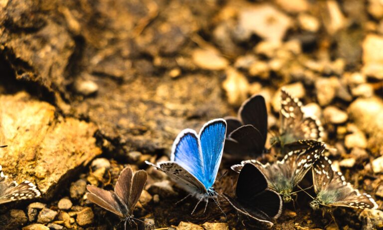 Butterfly Color Meanings: What Different Colored Butterflies Symbolize Spiritually - AnimalSoulDecoder