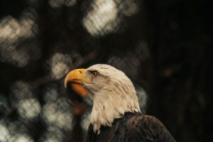 Unlocking Animal Wisdom: A Guide to Correspondences