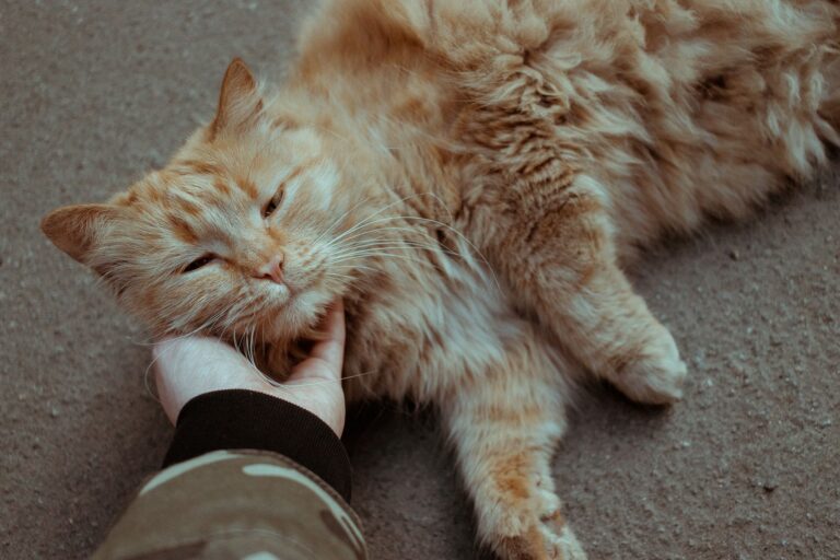 Uncovering the Secrets: why do cats purr when you pet them - AnimalSoulDecoder