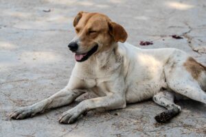 Dog Behavior Body Language — Insights Worth Reading (2026)