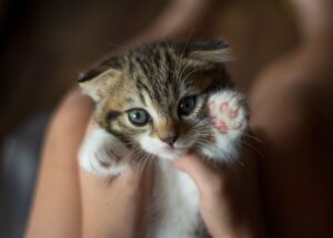 Unraveling the Mystery of Feline Affection: Why Do Cats Purr When You Pet Them Worth Knowing About