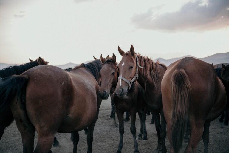 horse body language decoded Worth Knowing About - AnimalSoulDecoder