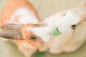Rabbit Behavior Meanings Explained: What Your Pet's Actions Really Tell You