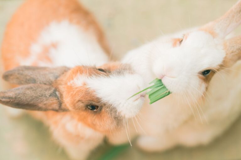 Rabbit Behavior Meanings Explained: What Your Pet’s Actions Really Tell You - AnimalSoulDecoder