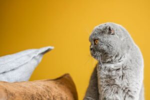 Signs Your Pet is Trying to Tell You Something Worth Listening To