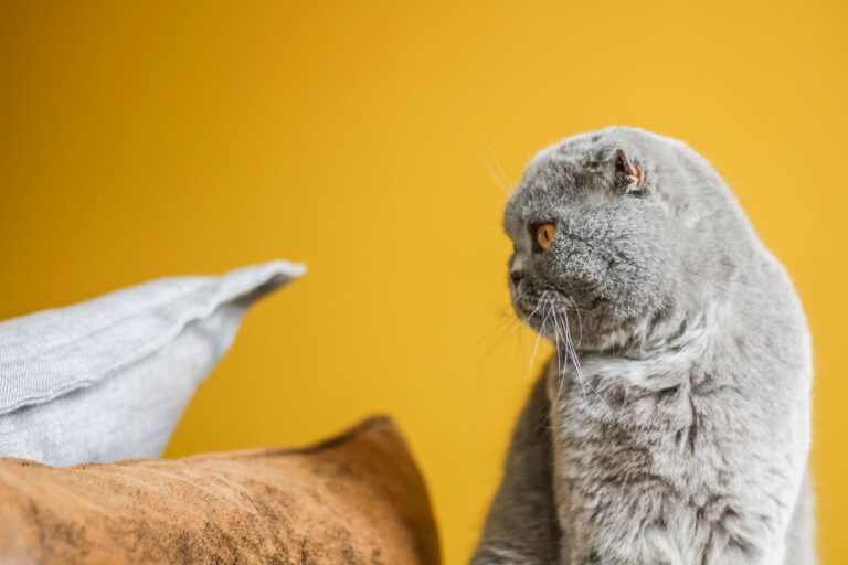 Signs Your Pet is Trying to Tell You Something Worth Listening To - AnimalSoulDecoder