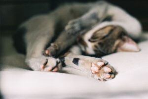 What Your Pet's Sleeping Position Means: A Practical Look (2026)