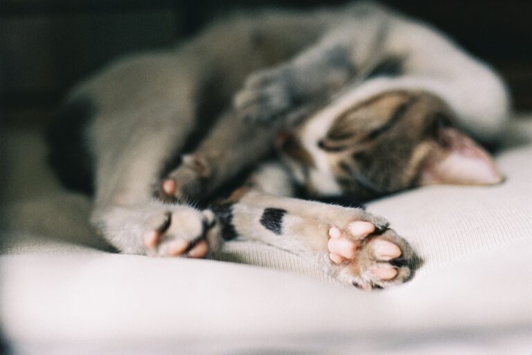 What Your Pet’s Sleeping Position Means: A Practical Look (2026) - AnimalSoulDecoder