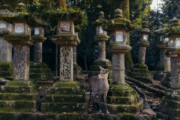 Animal Spirit Correspondences: A Complete Guide to Spiritual Animal Meanings and Their Sacred Connections - AnimalSoulDecoder