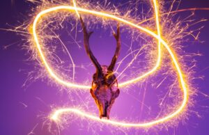 How to Cast Your First Animal Spirit Spell: A Beginner's Guide to Connecting with Your Soul Animal