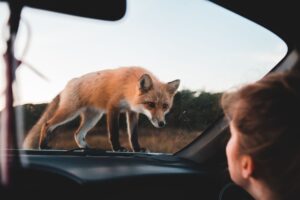 Animal Soul Correspondences: Decoding Spiritual Messages from Wildlife Encounters