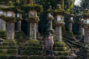 Animal Correspondences in Spiritual Practice: A Complete Guide to Sacred Animal Meanings